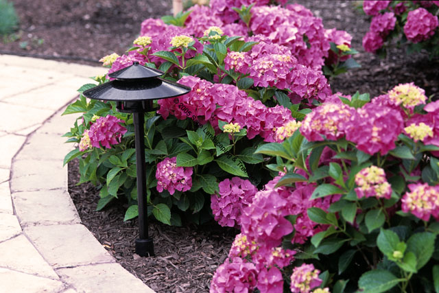 Sage Lighting with Hydrangeas