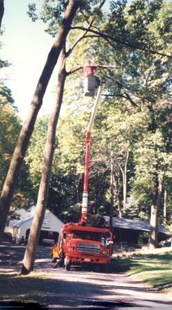 Tree Services