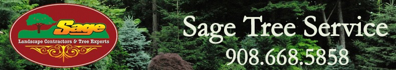 Sage Tree Services