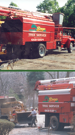 Sage Storm Damage Tree Service