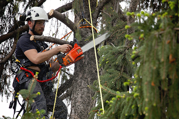 tree climber jobs